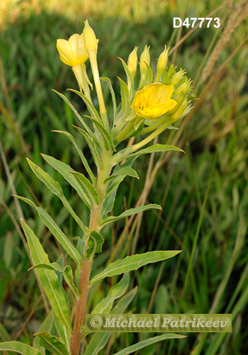 Oenothera oakesiana (Oakes' Evening Primrose, Onagraceae)